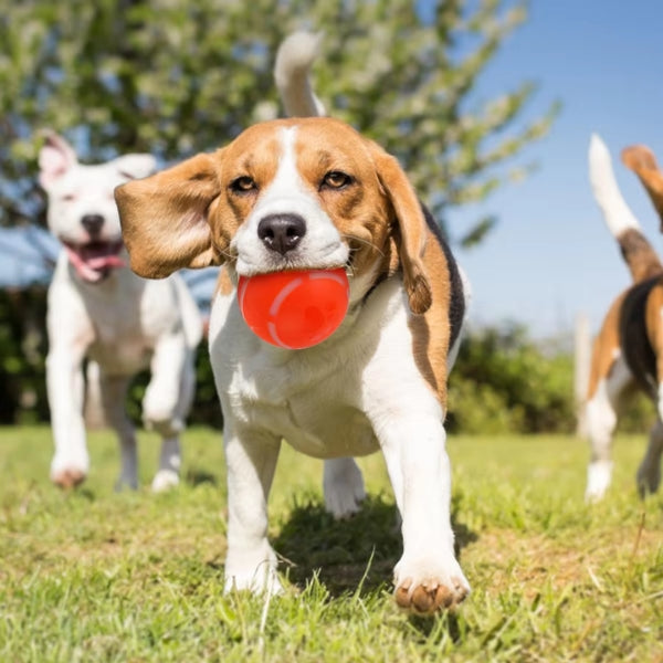 DogBall™ Smart ball for pets