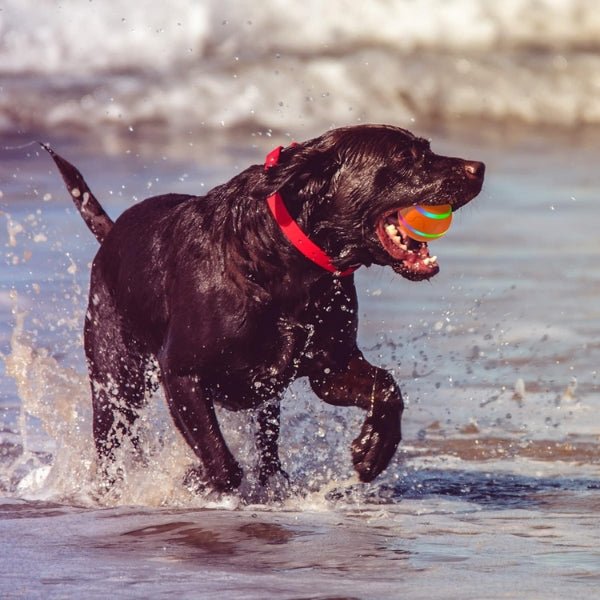 DogBall™ Smart ball for pets