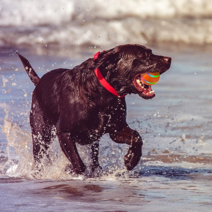 DogBall™ Smart ball for pets